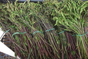 Loại rau từng bị vứt bỏ bỗng chốc được giới nhà giàu săn lùng trở thành loại rau đắt đỏ bậc nhất thế giới, giá lên tới gần 40 triệu đồng/kg